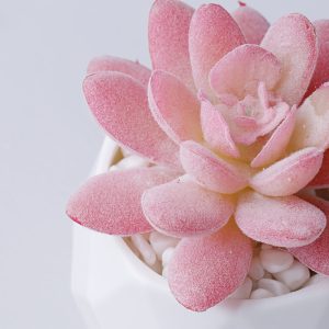 2pcs Realistic Artificial Succulent Bonsai Tree, Durable, Low Maintenance, Plastic, with Pot, for Indoor/Outdoor Decoration, Tabletop Decoration, Four Seasons Decoration, Home Office Decoration, for Friendship Day, Thanksgiving, Graduation, Labor Day, National Nurses Day, St. Nicholas Day