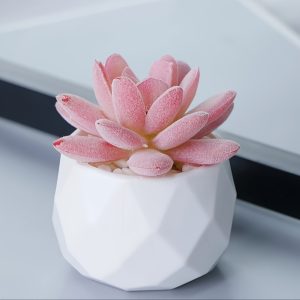 2/3realistic artificial succulent potted plants that are durable and maintenance free They are used as simulated plants for year-round decoration and are most suitable for desktop ornaments - holiday decorations-Thanksgiving and Christmas decorations